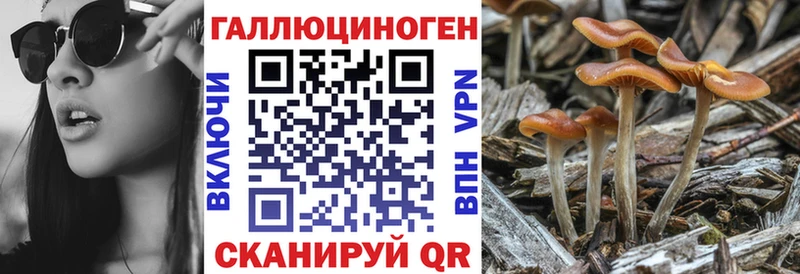 Галлюциногенные грибы Psilocybe Сызрань